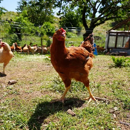 Dr Bizhga Agroturizem * Golem (Gjirokaster)