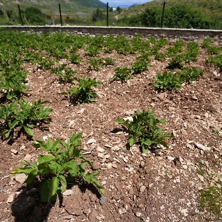 Dr Bizhga Agroturizem 招待所 Golem (Gjirokaster)