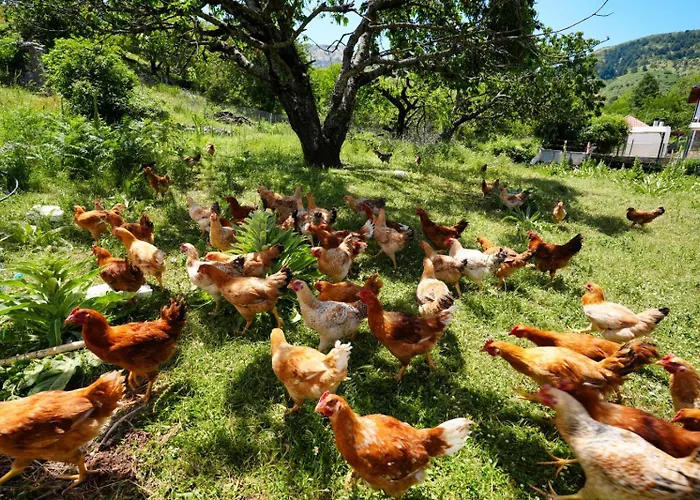 Dr Bizhga Agroturizem Golem (Gjirokaster)