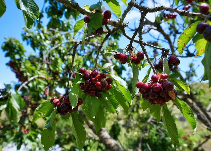 Affittacamere Dr Bizhga Agroturizem