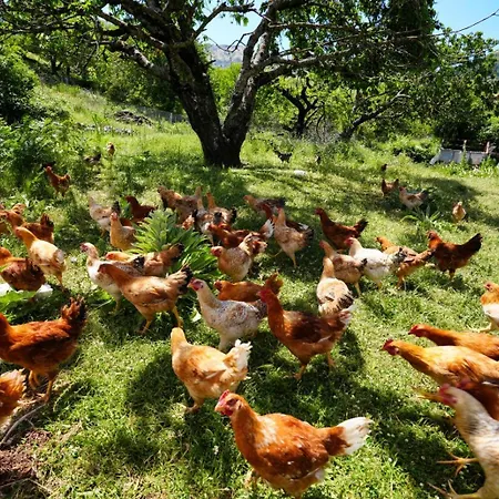 Dr Bizhga Agroturizem Golem (Gjirokaster)