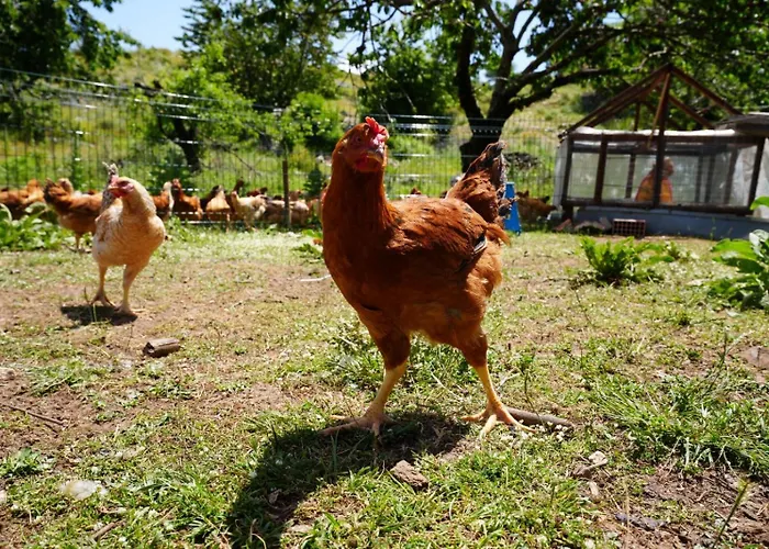 Dr Bizhga Agroturizem * Golem (Gjirokaster)