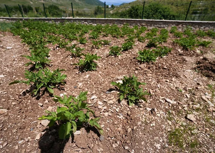 Dr Bizhga Agroturizem Pensjonat Golem (Gjirokaster)